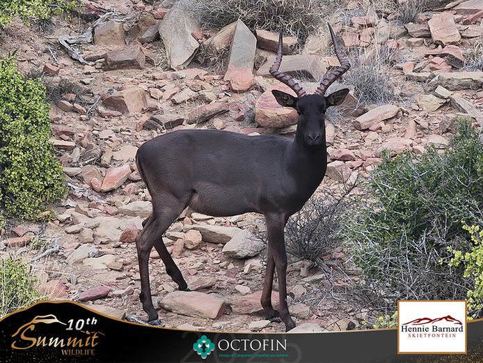 Black Impala Rams