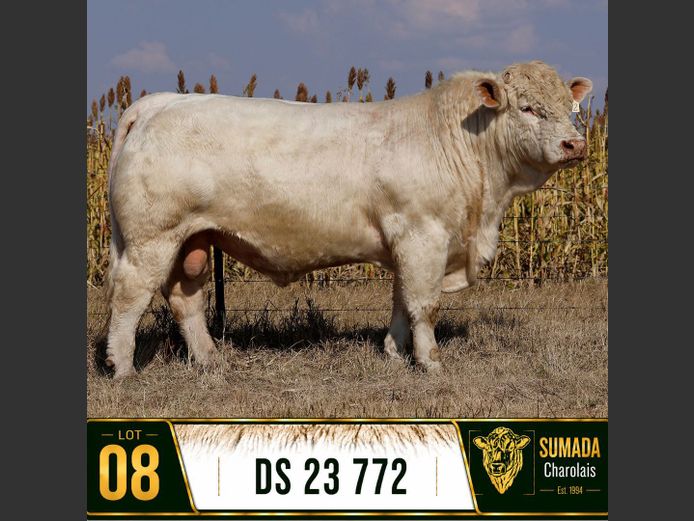 DS 230772