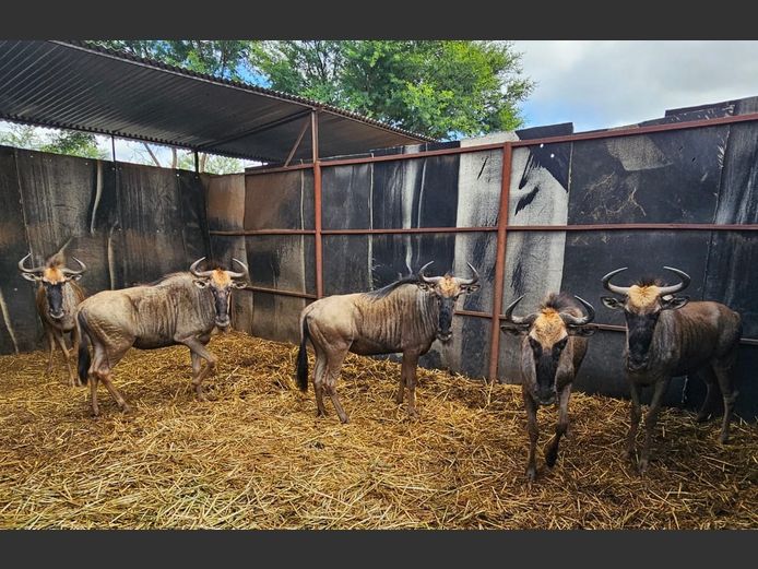 BLUE WILDEBEEST | DE KOK