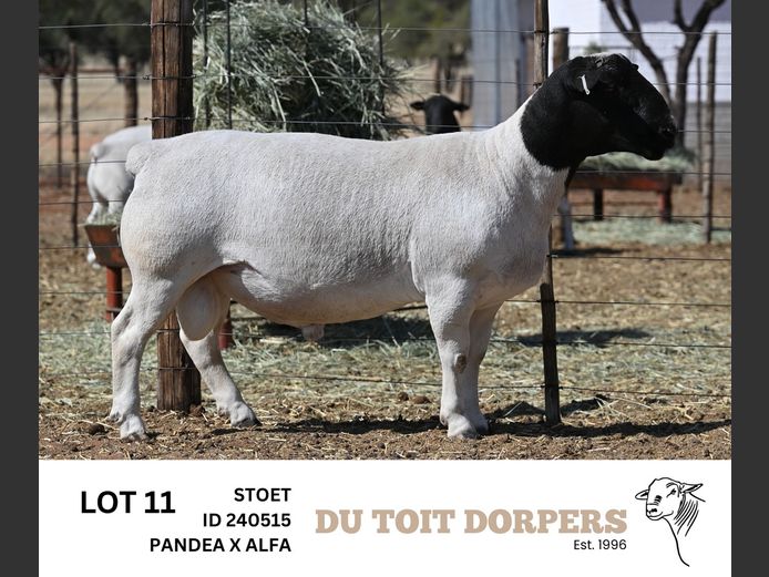 240515 | DU TOIT DORPERS