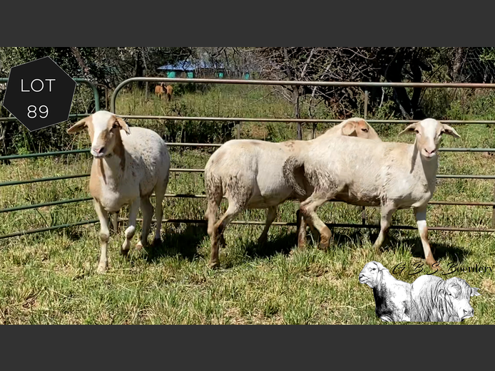 Ewes | GBS Boerdery
