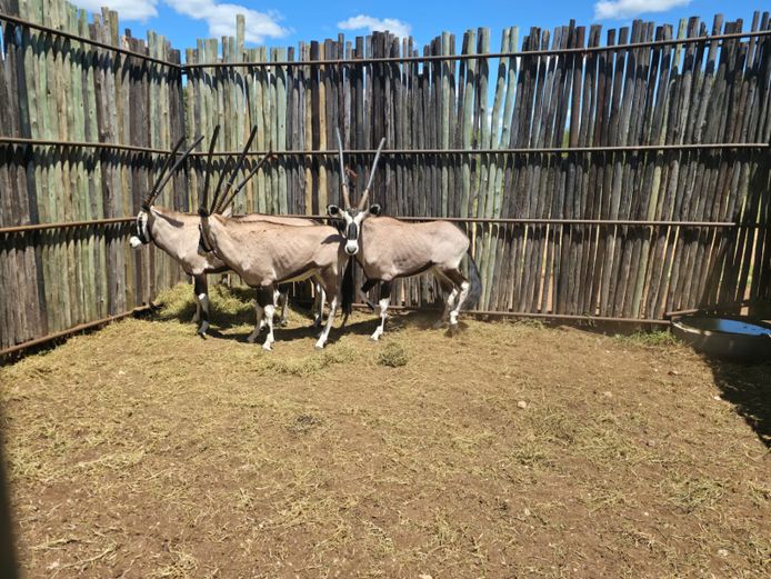 GEMSBOK