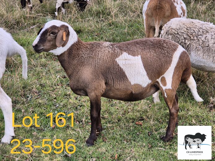 23-596 | CX LIVESTOCK