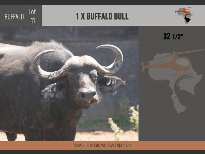 Buffalo – 32 1/2"