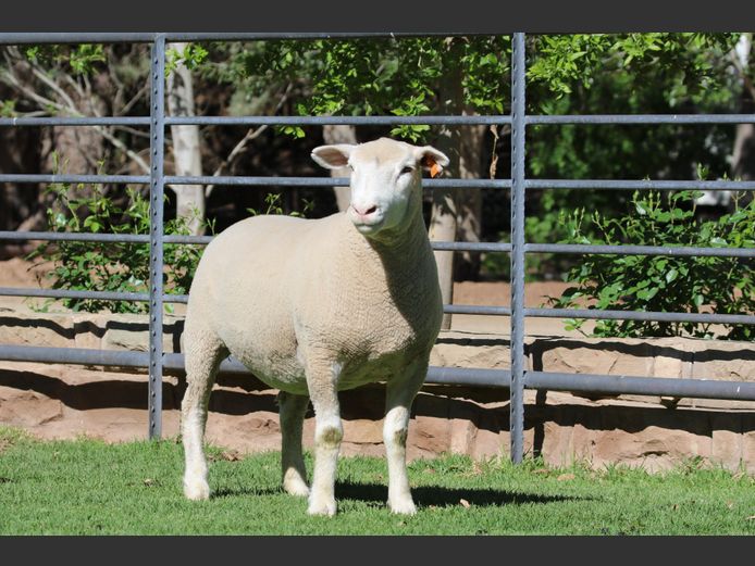 DZ 240153 | 2 STEYNS BOERDERY