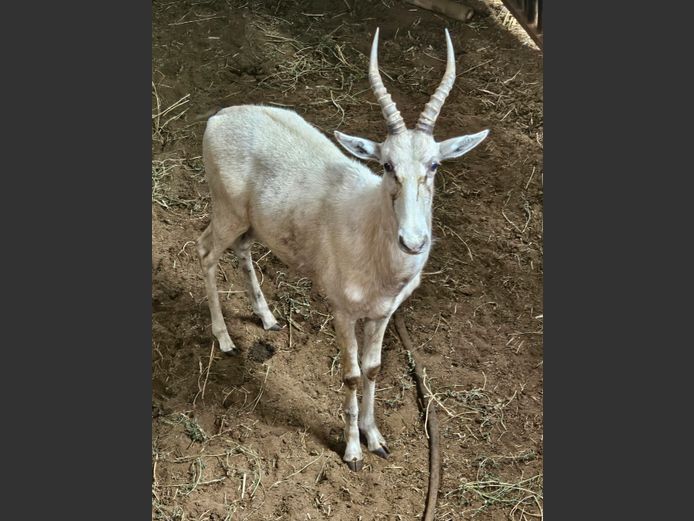 WHITE BLESBUCK | R.A.H. WILDLIFE