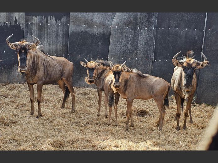 BLOUWILDEBEES | BUFFELSKLOOF 2