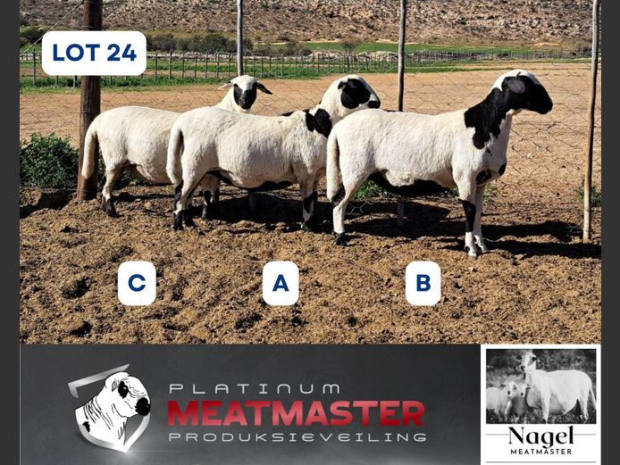 NM24 3296 | Hein Nagel - Nagel Meatmasters, Ladismith WK