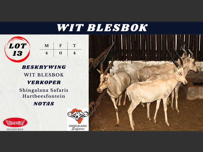 WIT BLESBOK