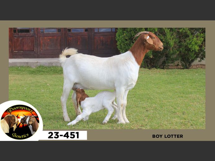 23-451  |  Boy Lotter