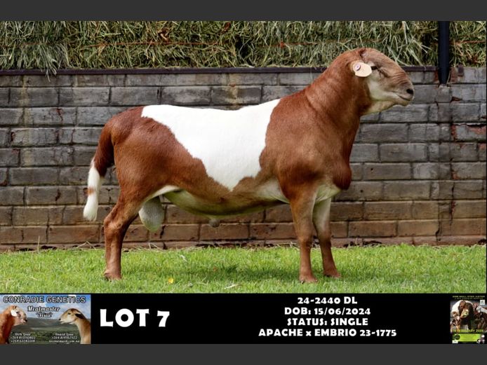 24-2440 DL | CONRADIE GENETICS