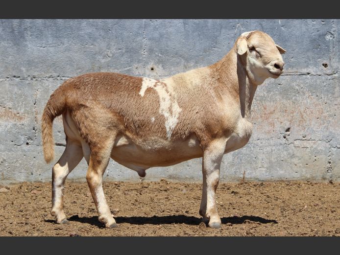 CRL 24.332 | Riaan Liebenberg - Hanri Meatmasters