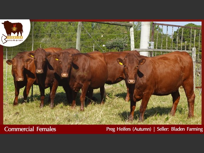 Commercial Animals | Bladen Farming