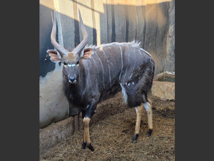 NYALA (no vat) | BUFFELSPOORT