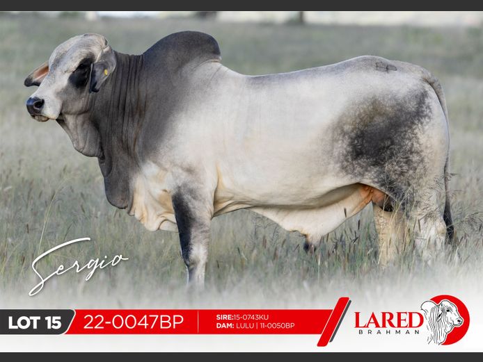 22-0047BP | LARED BRAHMAN
