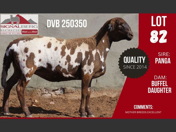 DVB 250350 | SIGNALBERG MEATMASTERS