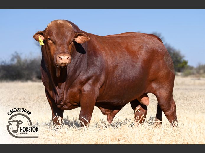 CMO 220048 | WILDEHONDEPAN TRUST