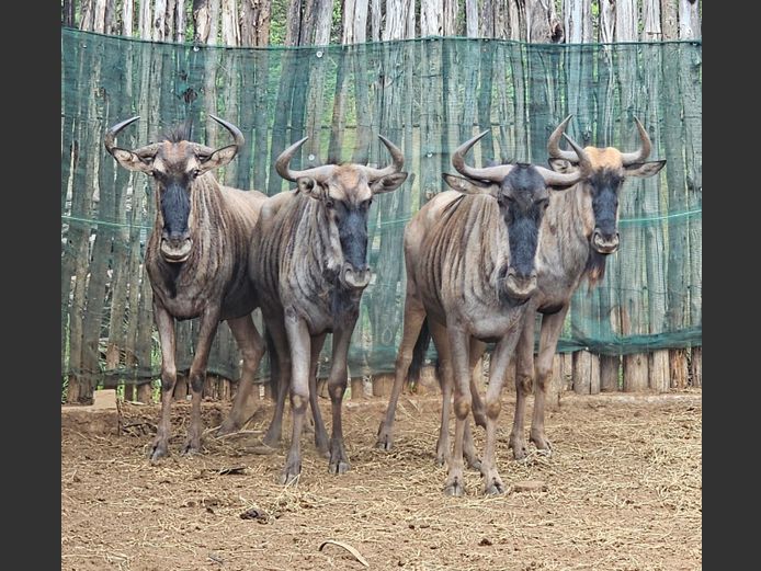BLOUWILDEBEES | WATERBERG AVIATION