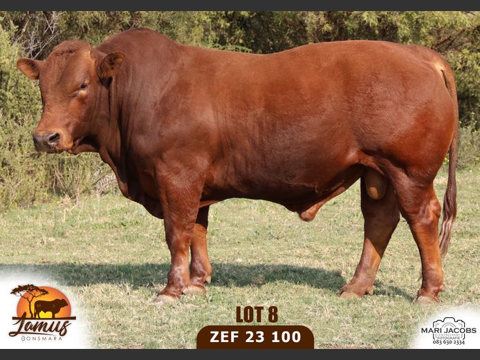 ZEF230100 HH(c) | LAMUS BONSMARA