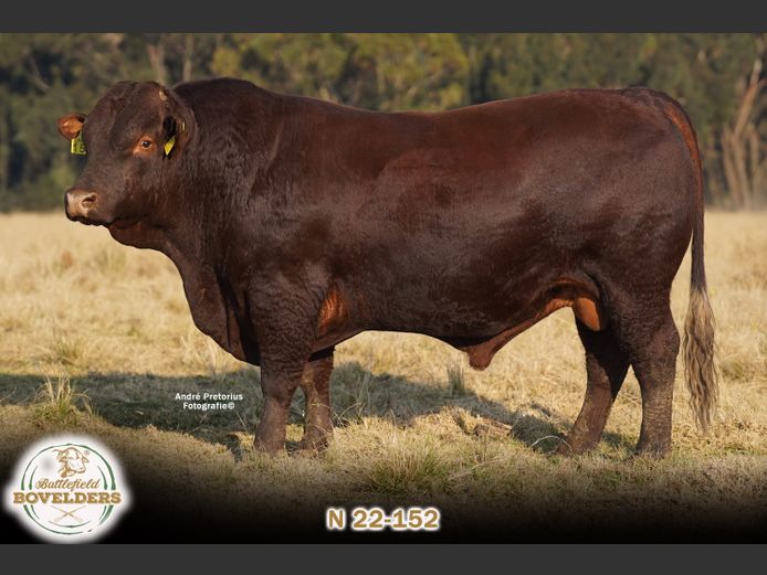 N 22-152 | MORGENTAL BOVELDERS