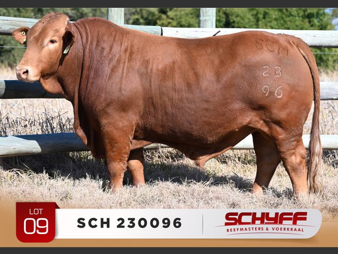 SCH 230096