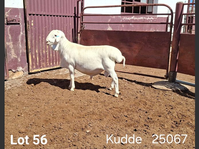 25067 | KASTEEL VAN ROOY RAMME