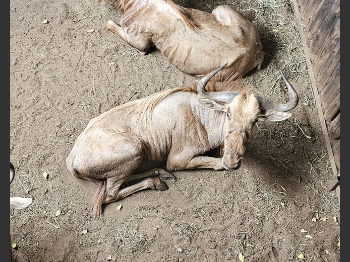 GOUE WILDEBEES | MHEMBWE SAF