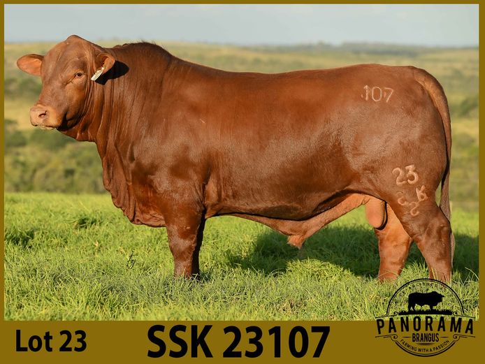 SSK23107 | KRETZMANN SL