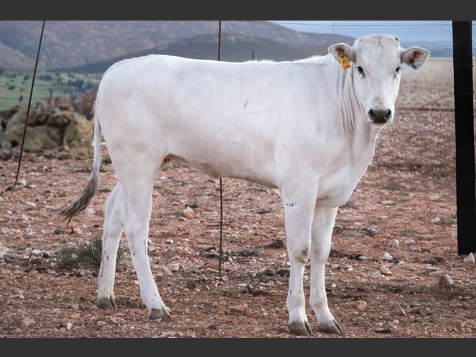 SASSIERE (MB 240070)