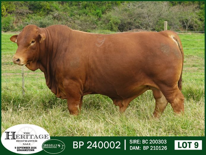 BP 240002 HH | BEGELLY BEEFMASTERS