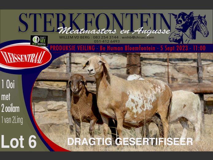 Ewes | Sterkfontein Meatmasters