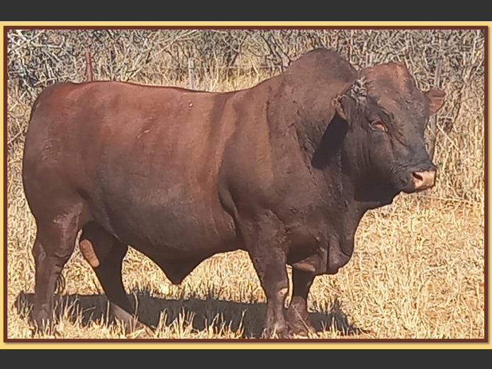 Lot 2 BRISTOW BONSMARA 52ND ANNUAL PRODUCTION SALE SwiftVEE