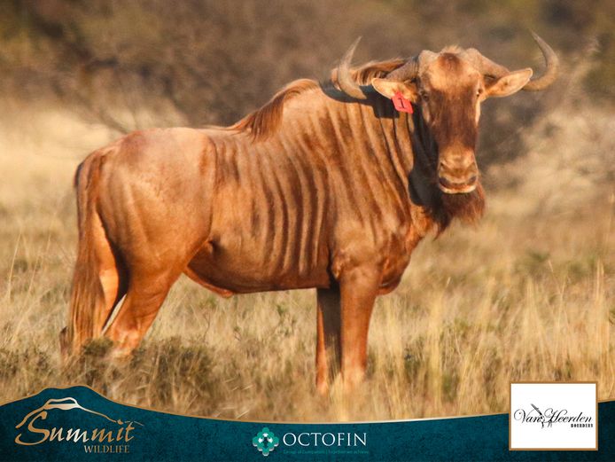 31 4/8" GOLDEN WILDEBEEST BULL