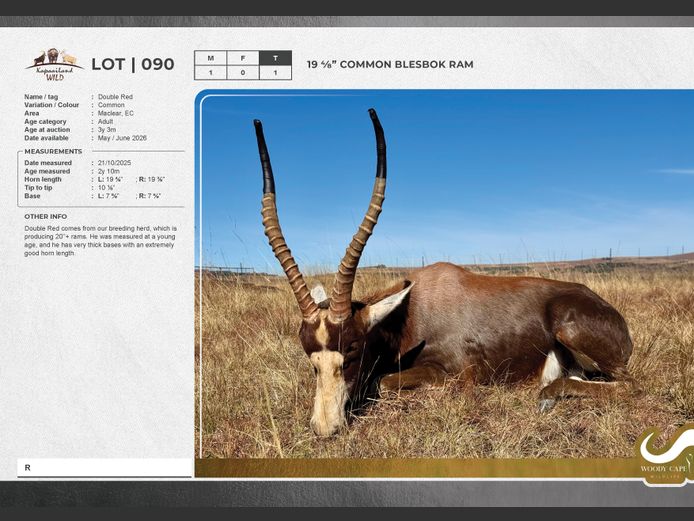 Blesbok - Common | Masizakhe Farming