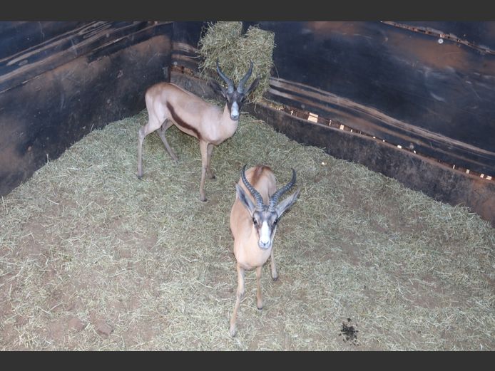 Koper Springbokke