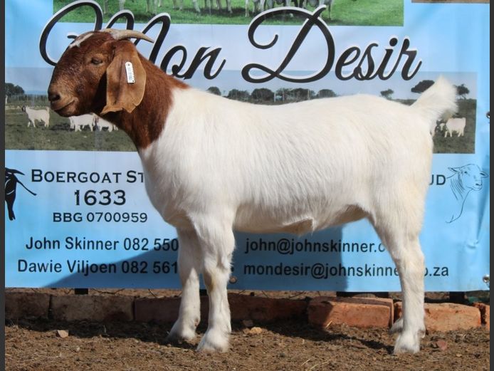 1633 25 1082 | Mon Desir Boergoats