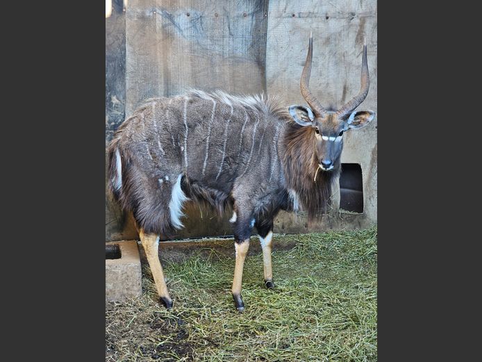 NYALA 26” | BIG HORN