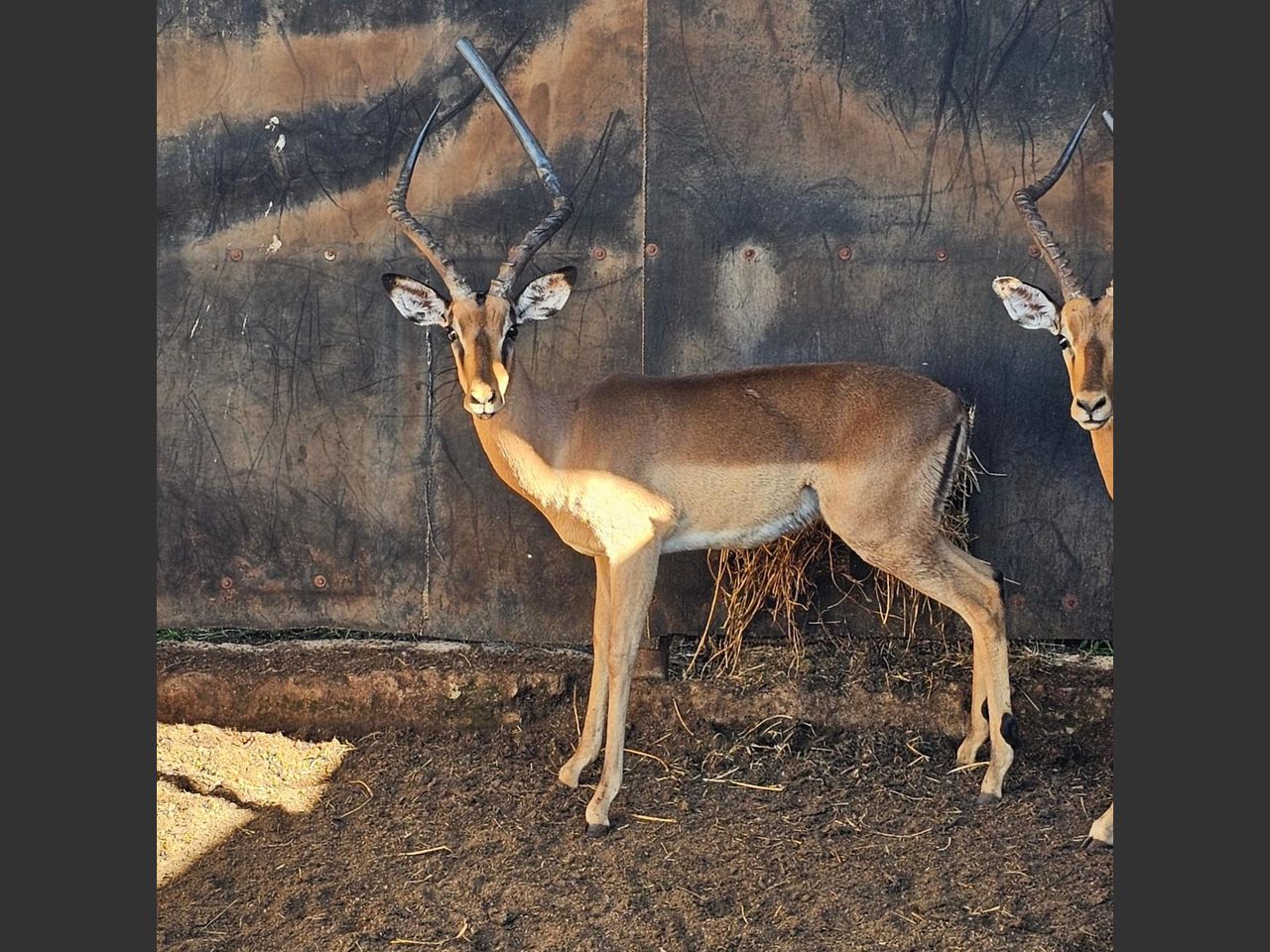 images