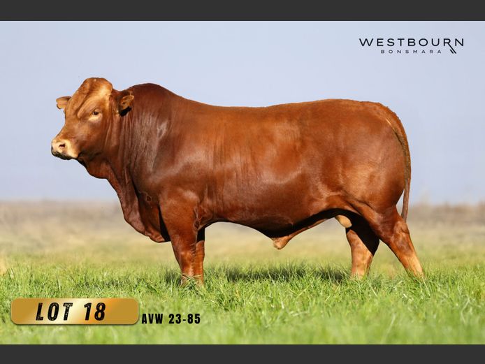 AVW 230085 | WESTBOURN BONSMARAS