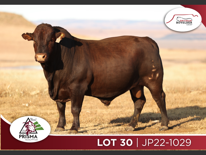 JP22-1029