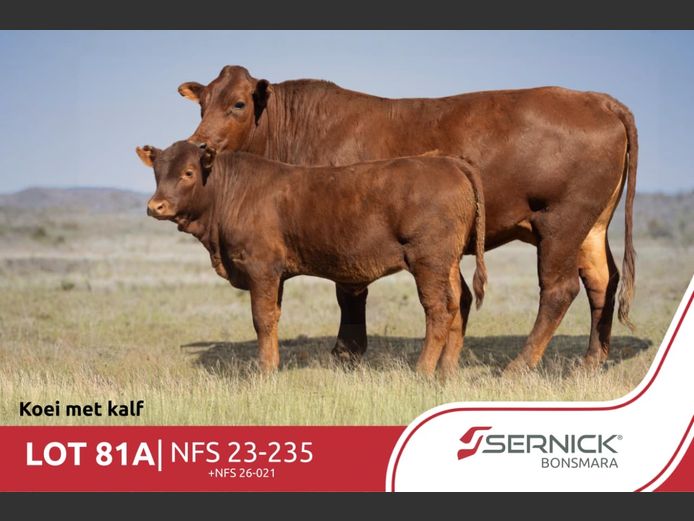 NFS 230235 | SERNICK BONSMARA STOET