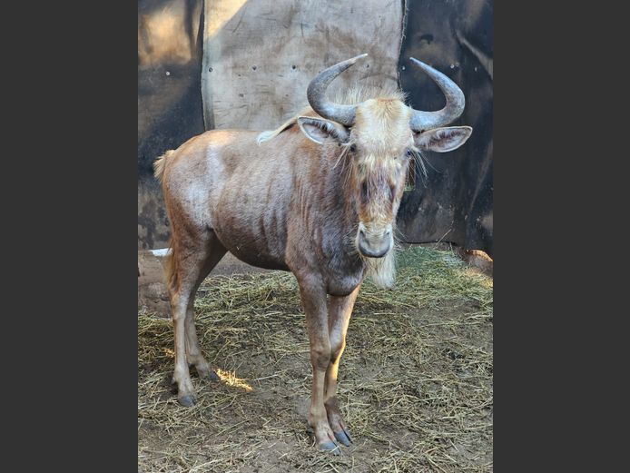 GOUE WILDEBEES | DE KOK BOERDERY