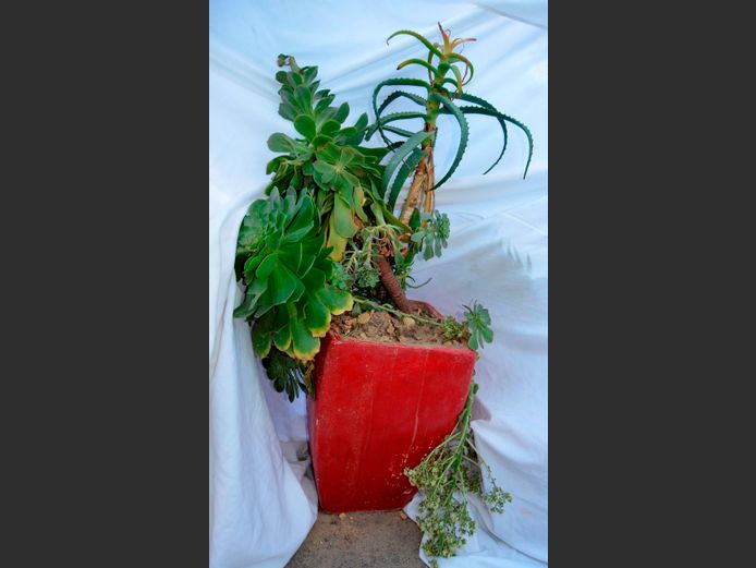 RED PLANTER WITH SUCCULENTS, 35 x 35 x 52cm