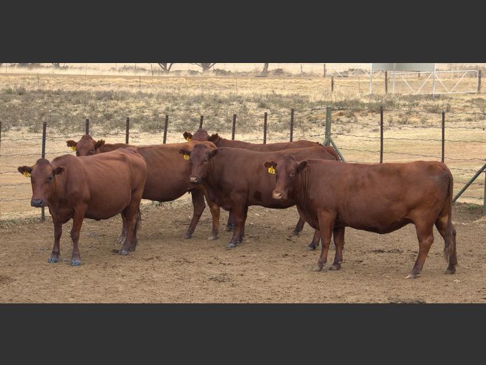 Commercial Animals | HENCOR BONSMARAS