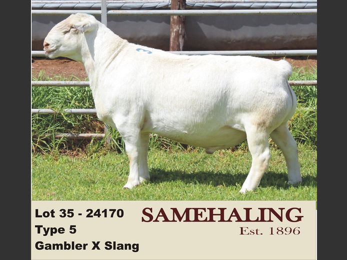 24170-331 | SAMEHALING  WIT DORPERS
