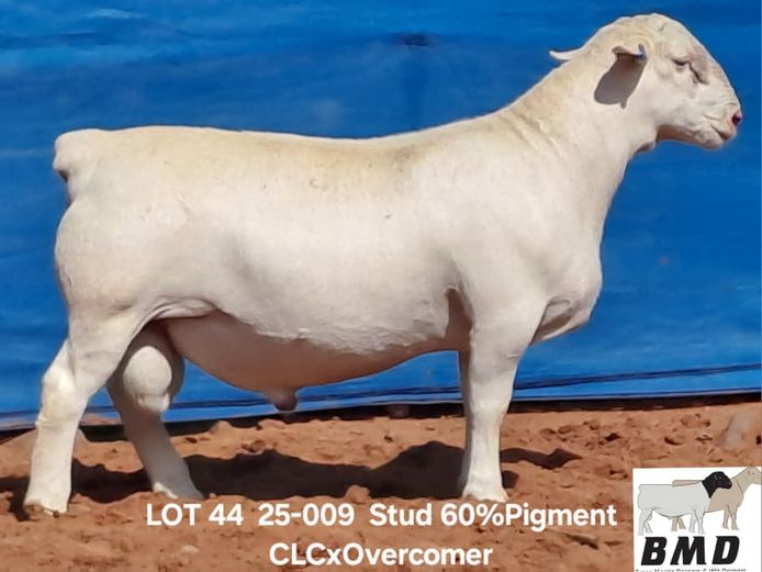 25-009 | BROER MARITZ DORPERS