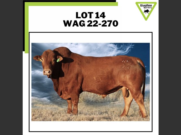 WAG 220270 | WAGNOU BOERDERY