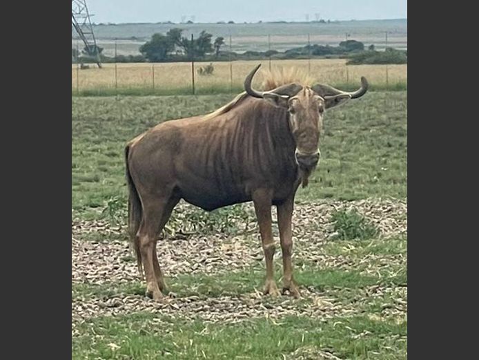 Goue Wildebees Bul