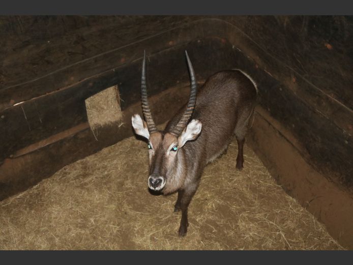 Waterbok