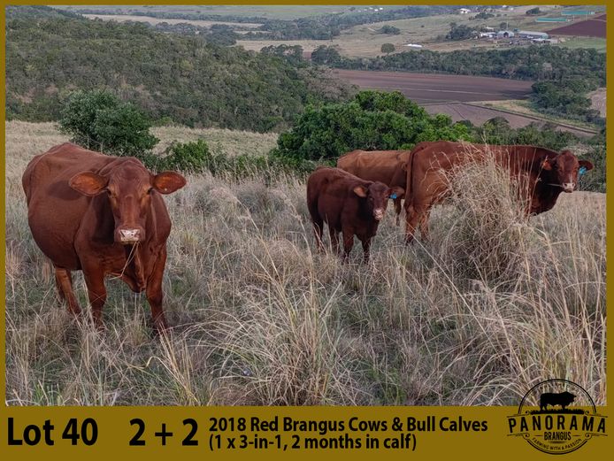 Commercial Animals | Panorama Brangus